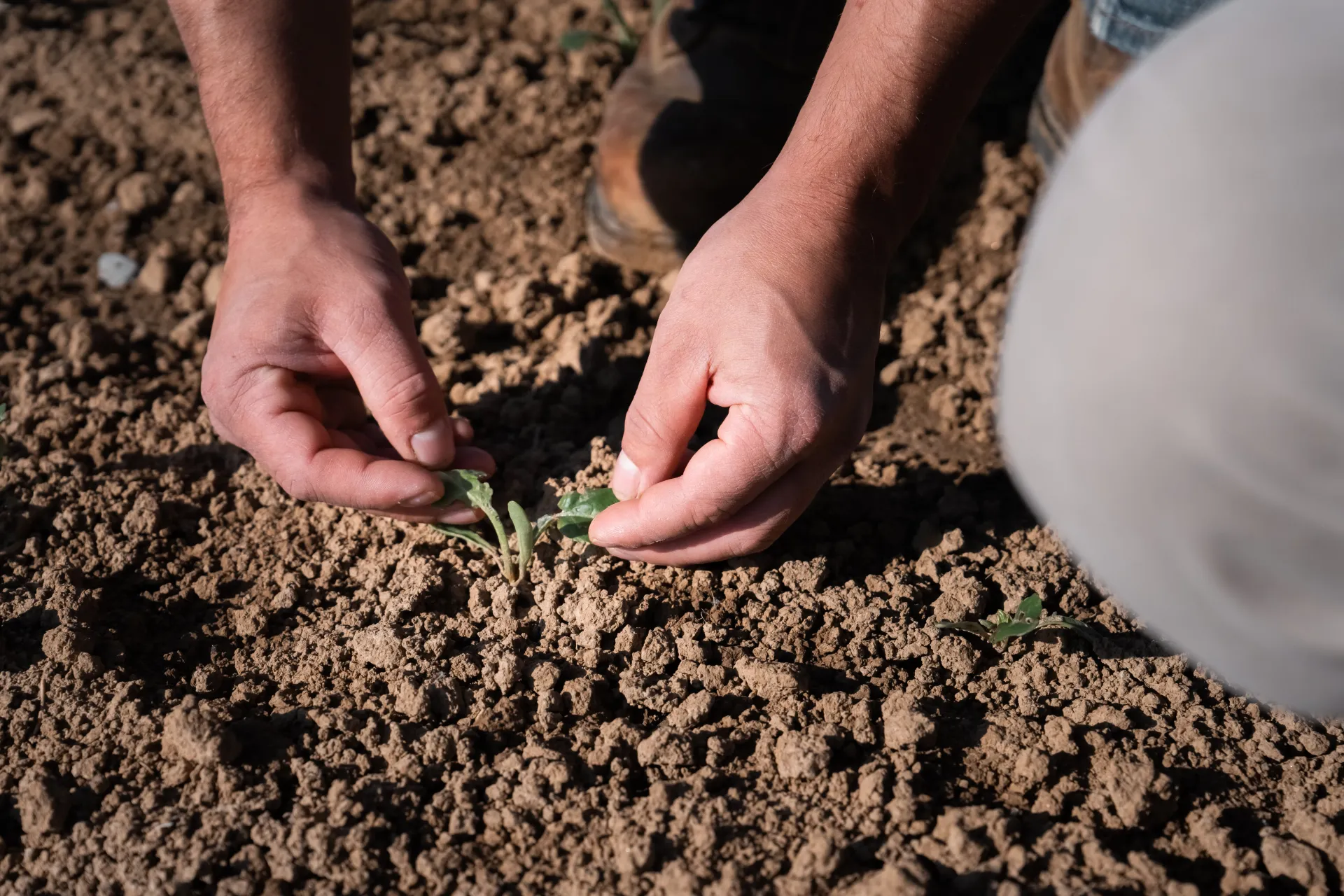 expert dans un champ de culture de plante