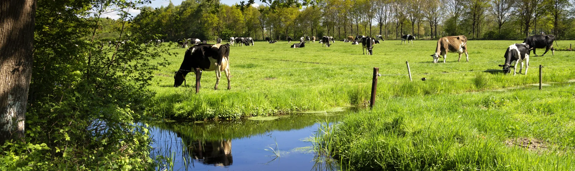 champ-vaches-laitiere-scam-prairie