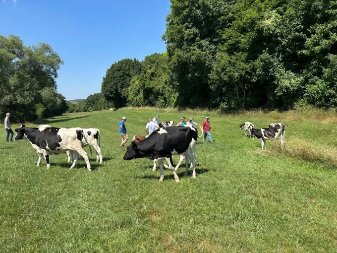 vache en prairie