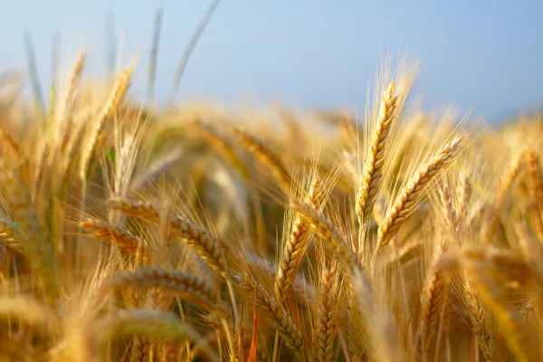 C&eacute;r&eacute;ales 