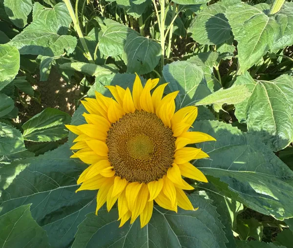 Tournesol